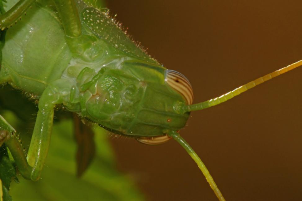 No a la venta de insectos